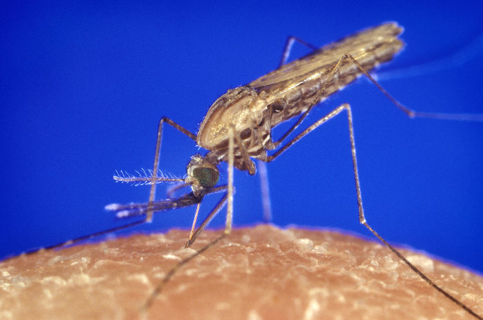 World War Zika