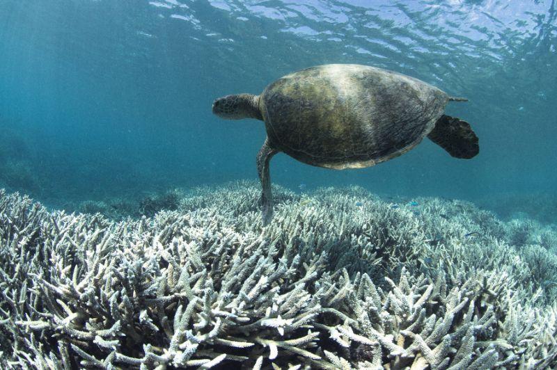The+Great+Barrier+Reef+shows+distress+after+the+worst+coral+bleaching+in+its+history.+
