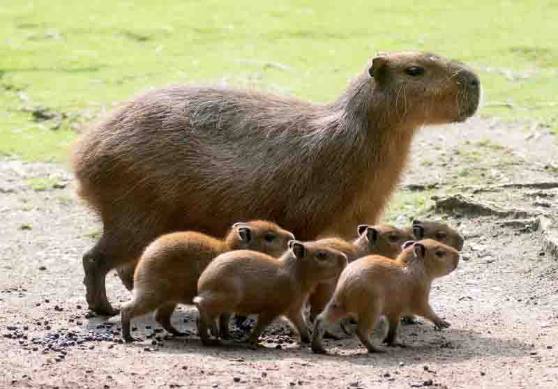 A mother capybara and her five youngsters travel together in their natural habitat.