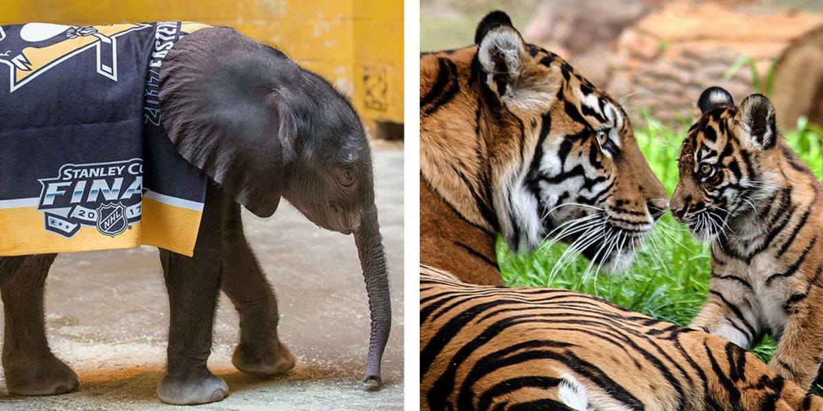 The elephant calf born on Aug. 30 at the Pittsburgh Zoo & PPG Aquarium shows off her Penguin pride while draped in a Stanley Cup Final 2017 towel and Sumatran tigers are one of the rarest animals in the world, being the rarest of all tiger species, with as few as 300 left in the wild.