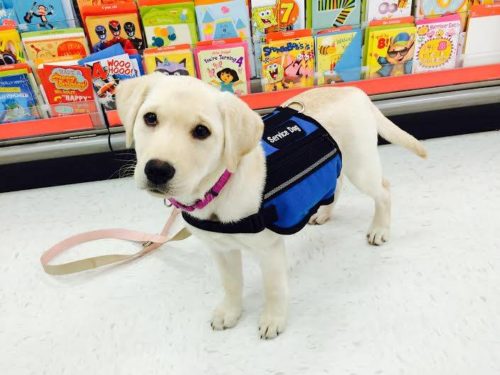 This puppy is in training for those who have PTSD.