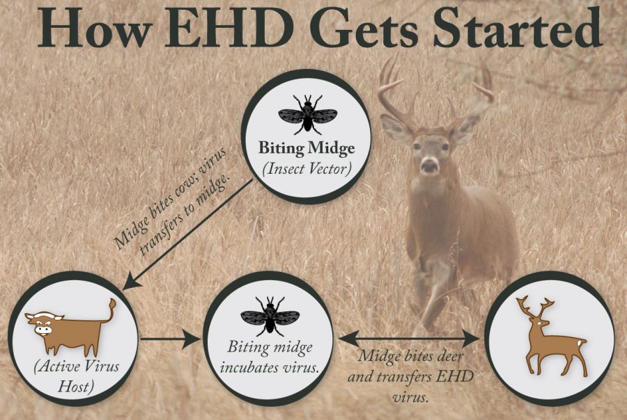 This chart shows the path that the virus EHD takes in order for a deer to obtain the virus that will eventually lead to its death.
