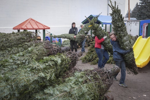 This November, volunteers unload Christmas trees at a YMCA in Idaho.