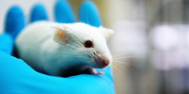 All over the world, animals such as mice are tested on in order to develop drugs that could be essential to helping millions of people and animals alike.