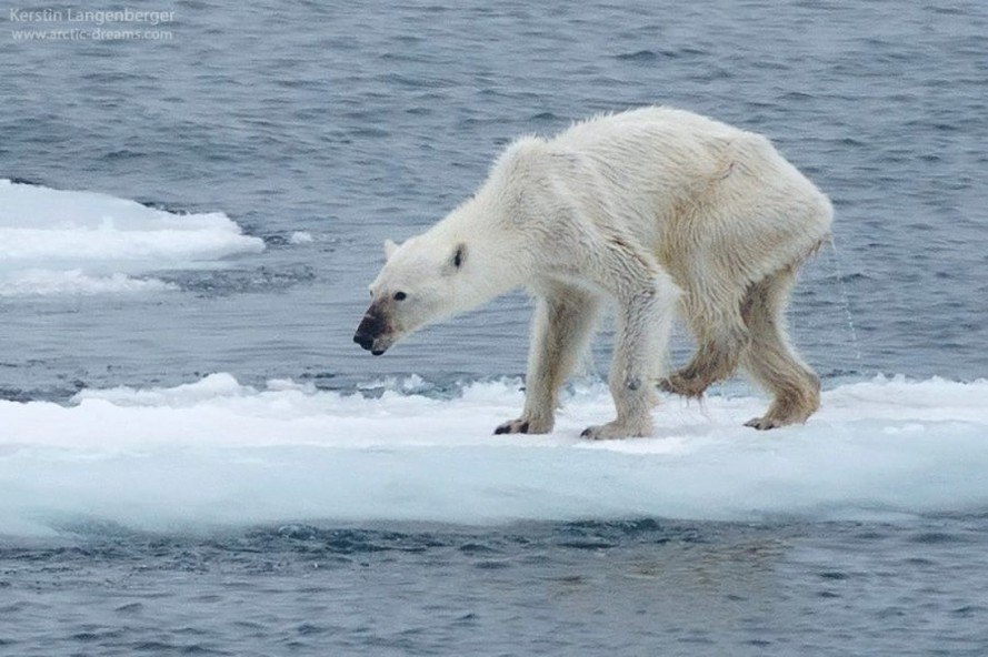 Global warming has a large effect on polar bears making them skinnier and starving.