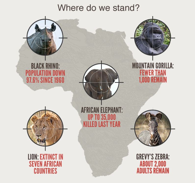 The diagram shows a rough estimate of the population of some of the most commonly poached animals.   