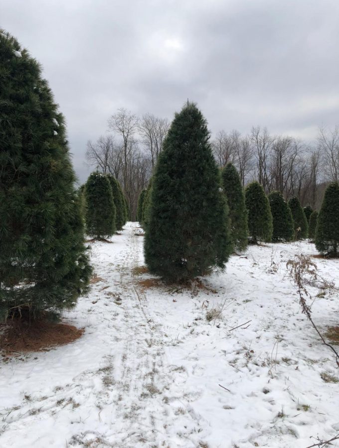 There are hundreds of different trees to choose from at local tree farms.