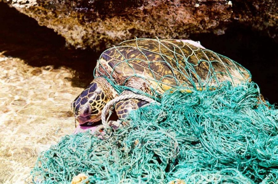 Fishing nets are common in the oceans and turtles are likely to be caught in them.