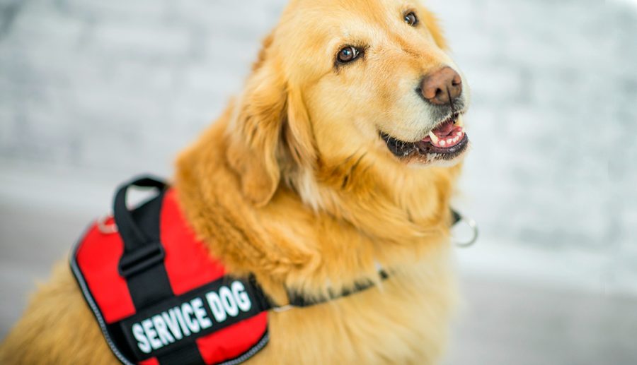 About 89.7 million dogs live in the United States; around 500,000 of those dogs are service dogs.