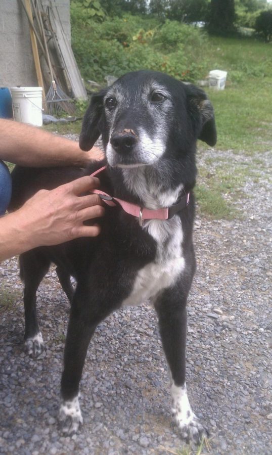 Adopted as a senior dog from her previous owner, the dalmatian named Lucky quickly became part of her new family. She was about seven years old when she was made a member of the family and lived with them for the rest of her life. 