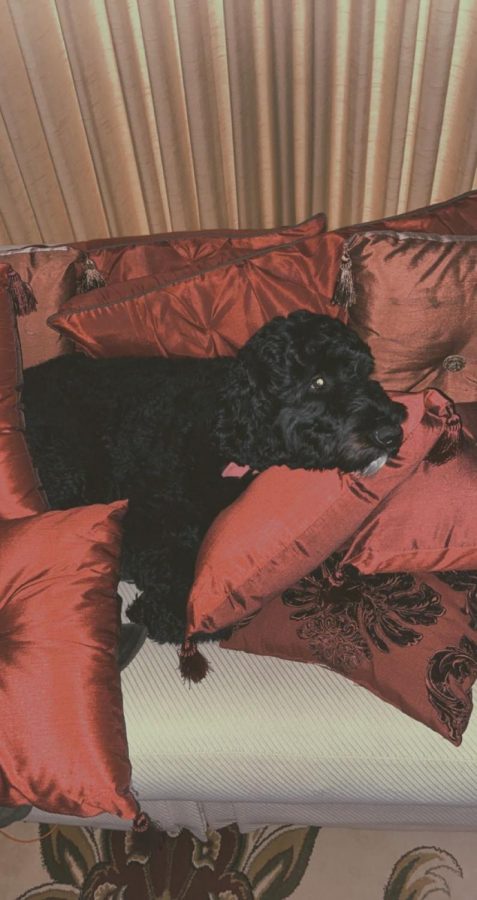 Junior Chayce Baker’s dog, Binx, lays on the couch and prepares to take a nap.