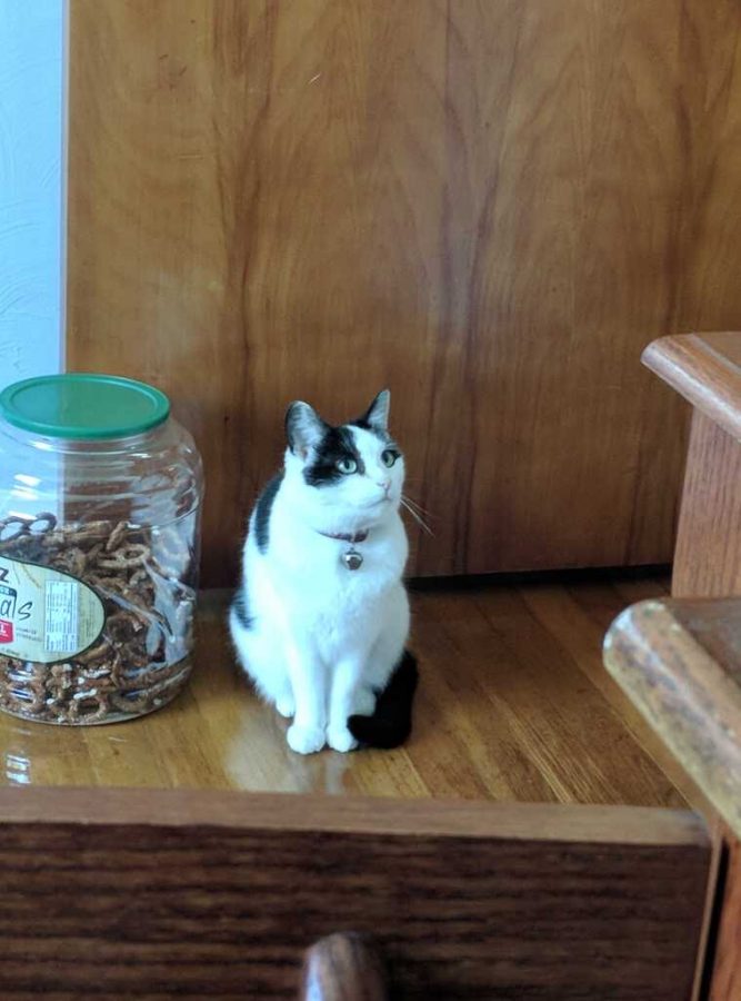 Senior Keith Pawlowskis cat Olive, sitting right next to a tub of pretzels that the cat will soon try to eat.