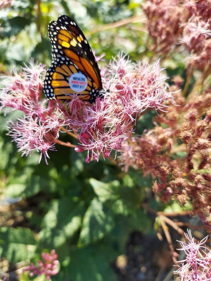 A tagged monarch butterfly in the middle school's courtyard butterfly garden. 