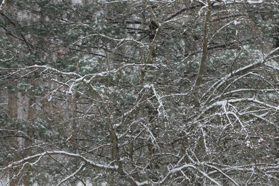 A major snow storm hit  Beaver County on Dec. 16, resulting in several inches of snow.