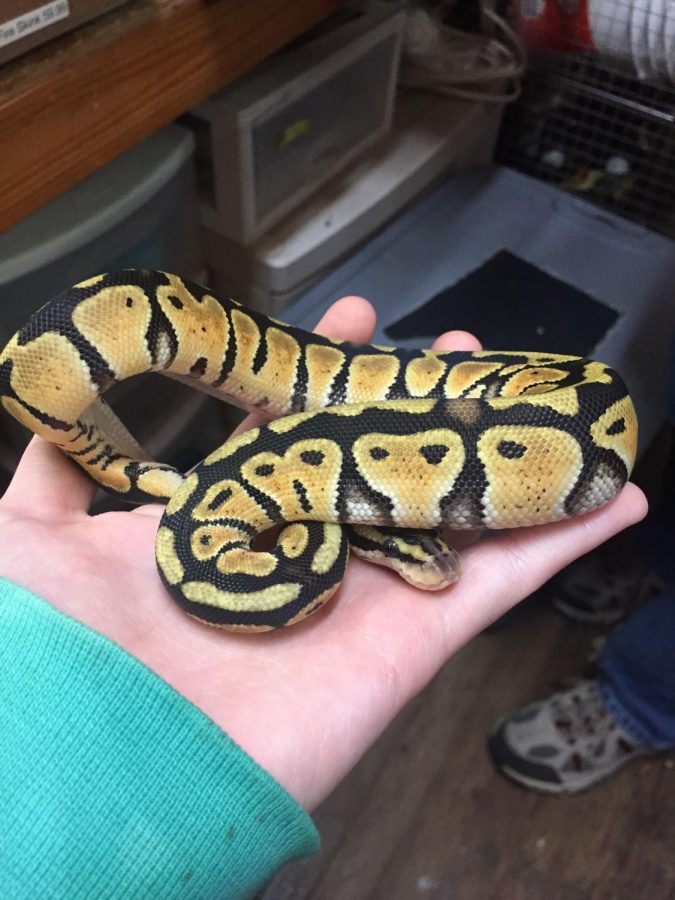 A pastel ball python curls into a ball at Aquatic Gardens in Beaver Falls. 