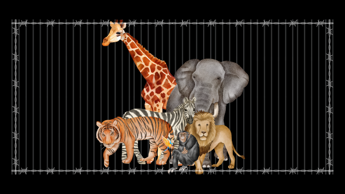 Trapped: Without instincts being met, captive wild animals’ mental health suffers. Humans should not subject animals to cruelty by holding them captive for entertainment.